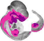mouse atlas EMAGE spatial in situ gene expression database None