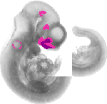 mouse atlas EMAGE spatial in situ gene expression database None