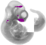 mouse atlas EMAGE spatial in situ gene expression database None