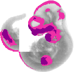 mouse atlas EMAGE spatial in situ gene expression database None