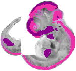 mouse atlas EMAGE spatial in situ gene expression database None