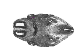 mouse atlas EMAGE spatial in situ gene expression database None