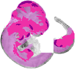 mouse atlas EMAGE spatial in situ gene expression database None