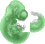 EMAGE:1994