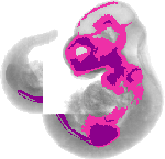 mouse atlas EMAGE spatial in situ gene expression database None