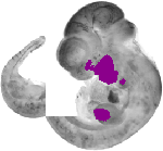 mouse atlas EMAGE spatial in situ gene expression database None