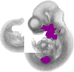 mouse atlas EMAGE spatial in situ gene expression database None