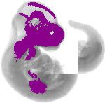 mouse atlas EMAGE spatial in situ gene expression database None