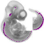 mouse atlas EMAGE spatial in situ gene expression database None