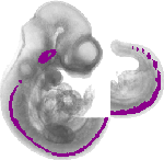 mouse atlas EMAGE spatial in situ gene expression database None