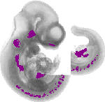 mouse atlas EMAGE spatial in situ gene expression database None