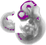 mouse atlas EMAGE spatial in situ gene expression database None