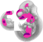mouse atlas EMAGE spatial in situ gene expression database None