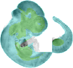 EMAGE:2070