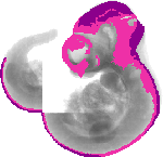 mouse atlas EMAGE spatial in situ gene expression database None