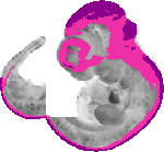mouse atlas EMAGE spatial in situ gene expression database None