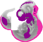 mouse atlas EMAGE spatial in situ gene expression database None