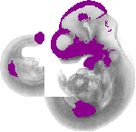 mouse atlas EMAGE spatial in situ gene expression database None