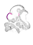 mouse atlas EMAGE spatial in situ gene expression database None
