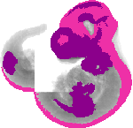 mouse atlas EMAGE spatial in situ gene expression database None