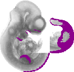 mouse atlas EMAGE spatial in situ gene expression database None