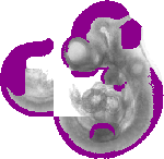 mouse atlas EMAGE spatial in situ gene expression database None