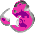 mouse atlas EMAGE spatial in situ gene expression database None