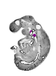 mouse atlas EMAGE spatial in situ gene expression database None