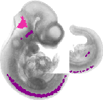 mouse atlas EMAGE spatial in situ gene expression database None