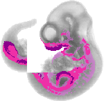 mouse atlas EMAGE spatial in situ gene expression database None