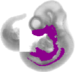 mouse atlas EMAGE spatial in situ gene expression database None