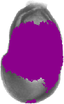 mouse atlas EMAGE spatial in situ gene expression database None