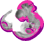 mouse atlas EMAGE spatial in situ gene expression database None