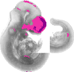 mouse atlas EMAGE spatial in situ gene expression database None