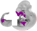 mouse atlas EMAGE spatial in situ gene expression database None