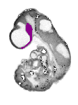 mouse atlas EMAGE spatial in situ gene expression database None