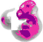 mouse atlas EMAGE spatial in situ gene expression database None