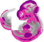 mouse atlas EMAGE spatial in situ gene expression database None