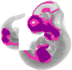 mouse atlas EMAGE spatial in situ gene expression database None