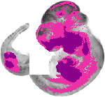 mouse atlas EMAGE spatial in situ gene expression database None