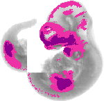 mouse atlas EMAGE spatial in situ gene expression database None