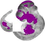 mouse atlas EMAGE spatial in situ gene expression database None