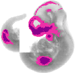 mouse atlas EMAGE spatial in situ gene expression database None