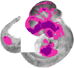 mouse atlas EMAGE spatial in situ gene expression database None