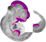 mouse atlas EMAGE spatial in situ gene expression database None