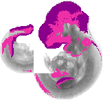 mouse atlas EMAGE spatial in situ gene expression database None