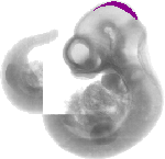 mouse atlas EMAGE spatial in situ gene expression database None