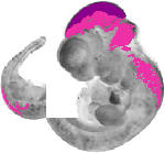 mouse atlas EMAGE spatial in situ gene expression database None