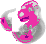 mouse atlas EMAGE spatial in situ gene expression database None