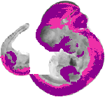 mouse atlas EMAGE spatial in situ gene expression database None